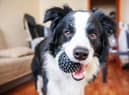 Eight of the best products to treat your new dog