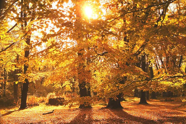 Lickey Hills