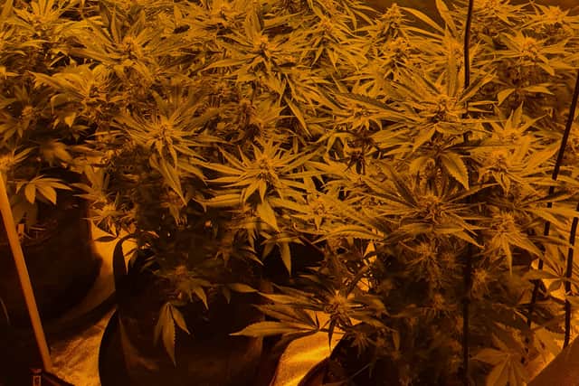 Cannabis farm found in Wednesbury