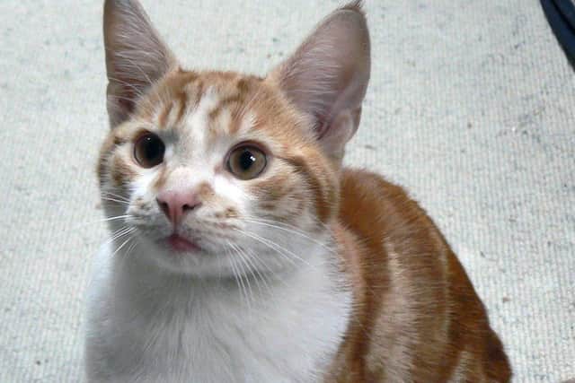 Big Ginge, Cat reunited with owner after 10 years