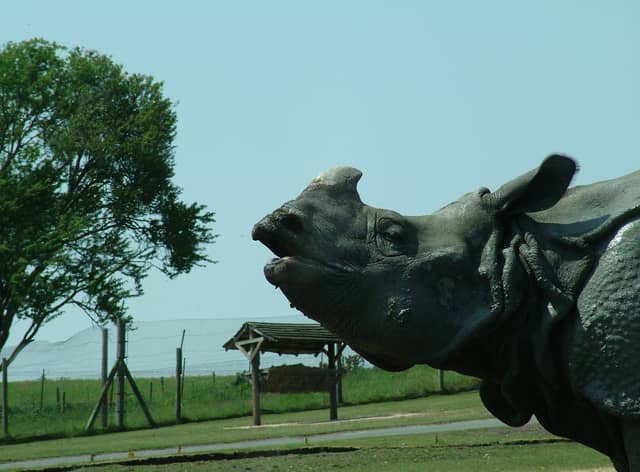 A rhino at West Midlands Safari Park
