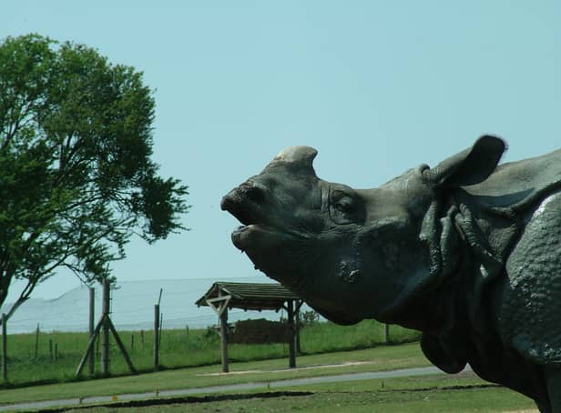 <p>A rhino at West Midlands Safari Park</p>