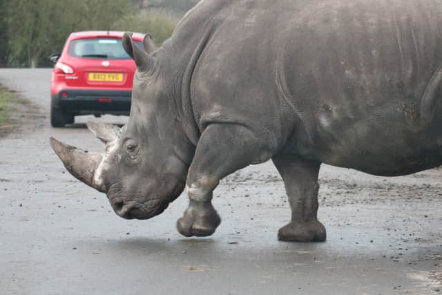 Rhinos roam freely at West Midlands Safari Park