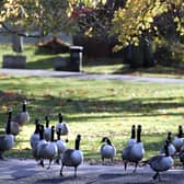 Canada geese stroll through the sunshine at Cannon Hill Park on November 09, 2005 in Birmingham (Photo by Christopher Furlong/Getty Images)