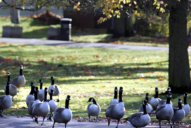 Canada Geese stroll through the sunshine at Cannon Hill Park on November 09, 2005 in Birmingham (Photo by Christopher Furlong/Getty Images)