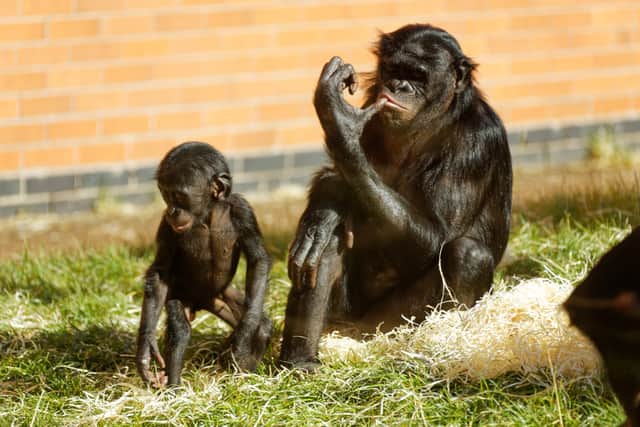 Bonobos - Lola and Likemba at Twycross Zoo