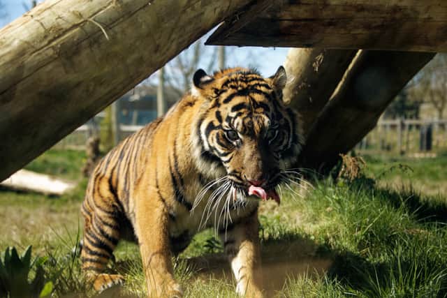 Jahly - female Sumatran tiger at Twycross Zoo