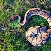 Royal python on the loose in Kingfisher Country Park