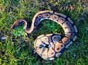 Royal python on the loose in Kingfisher Country Park