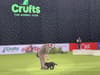 Behind the scenes at Crufts 2022: event managers prepare for return of the biggest dog show in the world 