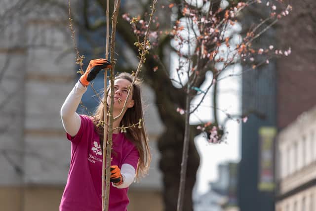 The National Trust project team putting the last of the trees in place for the pop-up blossom garden in Birmingham
