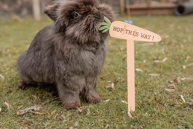 Fat Fluffs Rabbit 4
