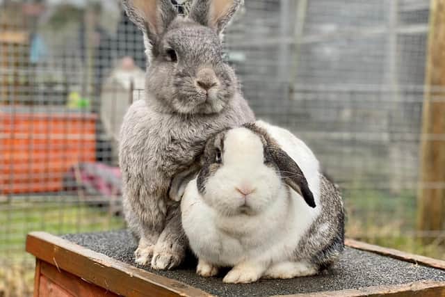 Fat Fluffs Rabbits 1