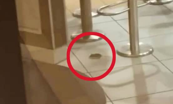 Mouse filmed running around Burger King in the Bullring
