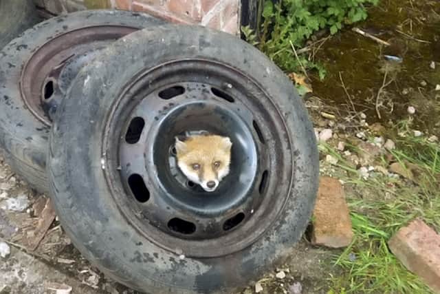 Wheely stuck - fox trapped in a tyre in Selly Oak, Birmingham