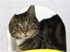 Adopt A Cat Month: 15 Birmingham cats or kittens that need rehoming from animal centres 