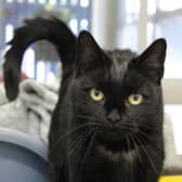 Paris is now in the care of Cats Protection’s Birmingham Adoption Centre (Credit Cats Protection) 