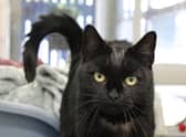 Paris is now in the care of Cats Protection’s Birmingham Adoption Centre (Credit Cats Protection) 
