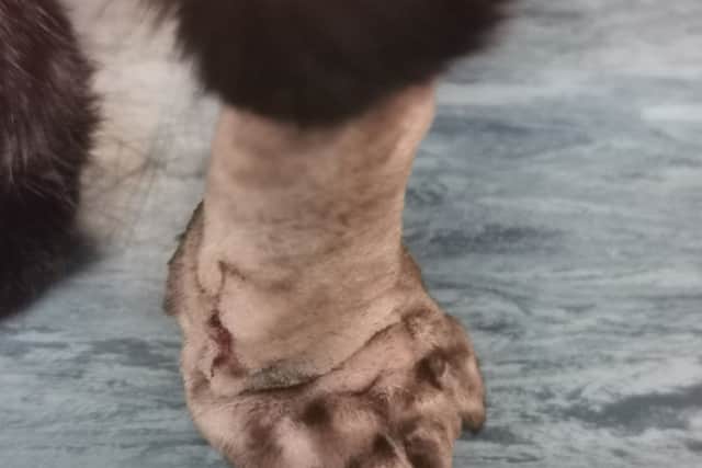 Paris’s left paw with the pellet embedded (Credit: Cats Protection)