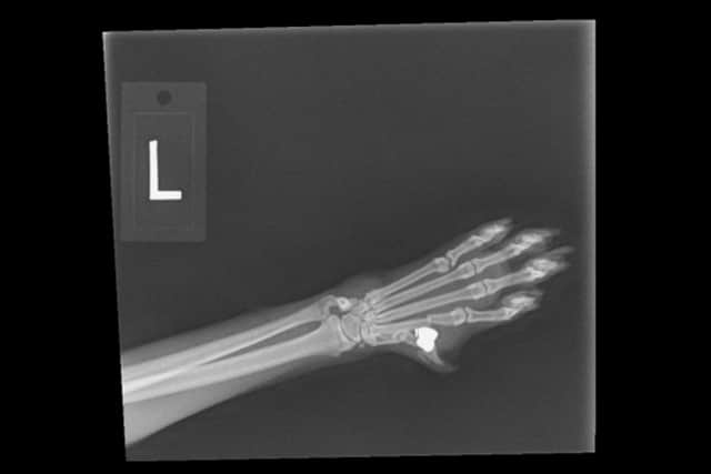 X-ray of Paris’s paw (Credit Lakeside Vets)