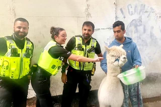 Angel the Alpaca gallops along the Soho Road in Handsworth after escaping from Newbigin Community Trust