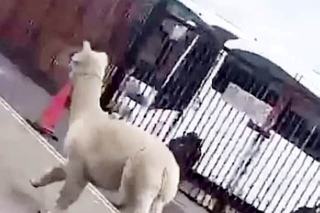 Angel the Alpaca gallops along the Soho Road in Handsworth after escaping from Newbigin Community Trust 