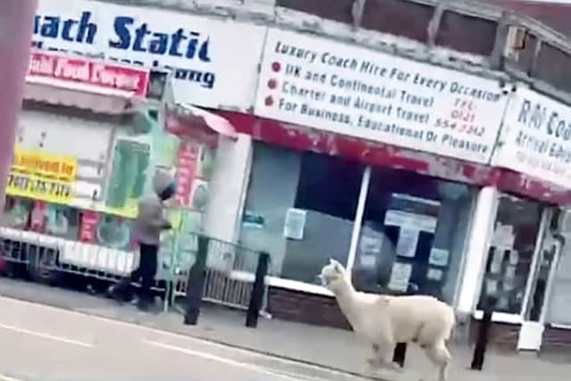 This is the bizarre moment an escaped ALPACA was spotted causing traffic chaos after galloping along Soho Road in Handsworth