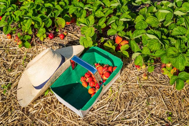 Pick-your-own fresh strawberries - in season now, until September