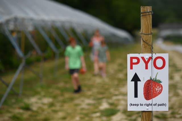Members of the public picking their own strawberries (Photo by AFP via Getty Images)