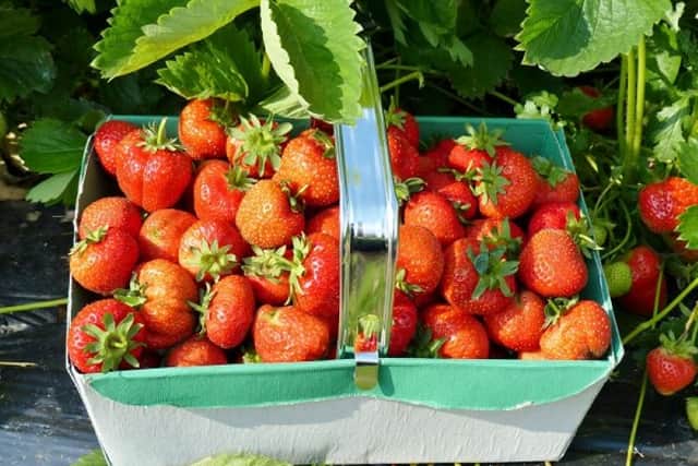 PYO strawberries at Malt Kiln Farm