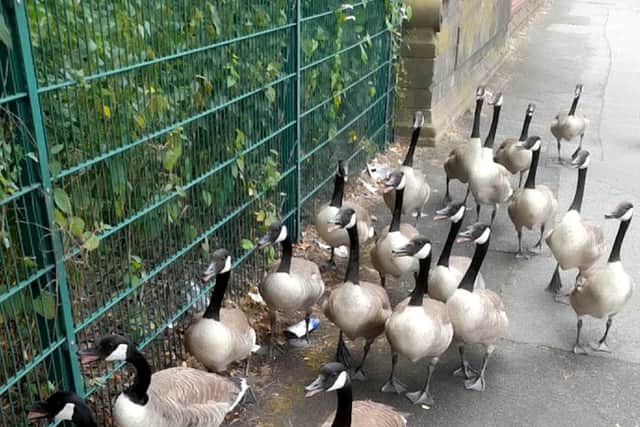 Heartwarming moment an animal lover spent more than two hours ushering 40 geese over a mile to safety after spotting them causing chaos along a busy Birmingham