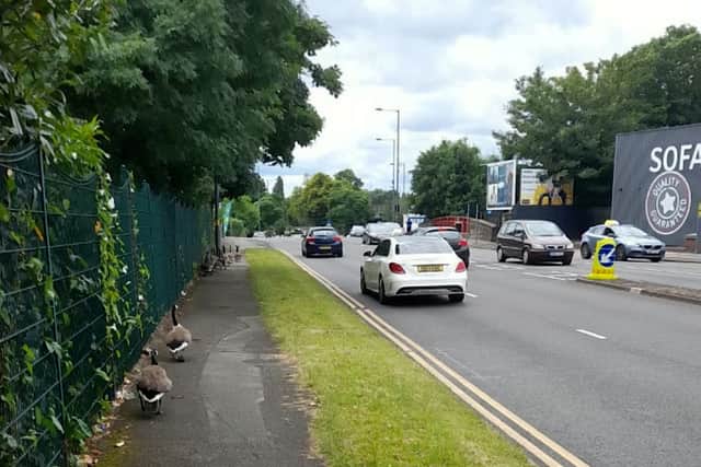Simon Finnegan, 49, couldn't believe his eyes when he saw the huge flock of Canadian Geese waddling in and out of busy traffic in Erdington, Birmingham