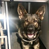 West Midlands Police dog Romeo finds a car thief suspect in a loft in Great Barr Birmingham