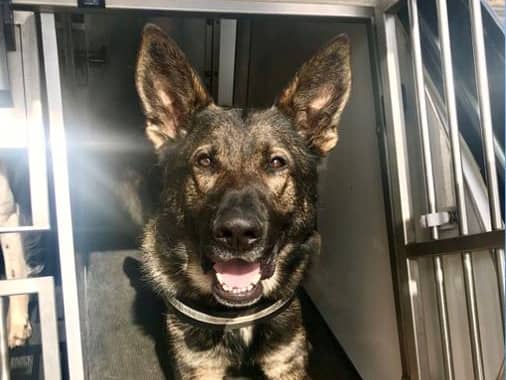 <p>West Midlands Police dog Romeo finds a car thief suspect in a loft in Great Barr Birmingham</p>