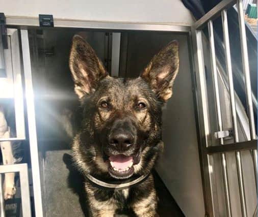 West Midlands Police dog Romeo finds a car thief suspect in a loft in Great Barr Birmingham