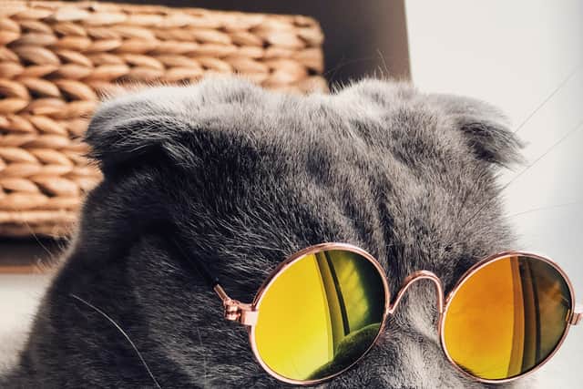 A stylish cat wearing sunglasses 
