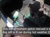 Bodycam footage shows police breaking into hot car to free distressed dog stuck in high temperatures
