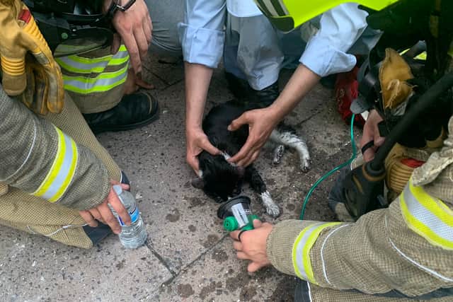 Cat rescued from house fire in Lozells