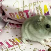 A tiny hamster influencer weighing just 50g had life-saving surgery to remove a huge  tumour in Birmingham - and made a speedy recovery to the delight of her 50k followers