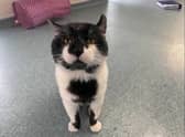 He would prefer a home with older children. Available at Birmingham Animal Centre. (credit: RSPCA) 