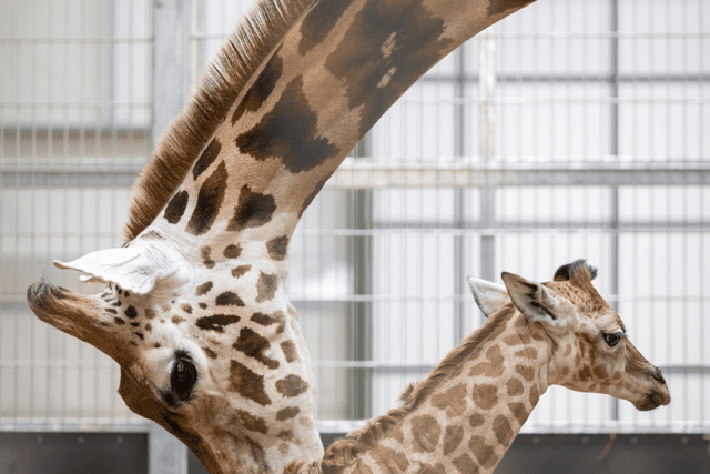 The new born giraffe at West Midlands Safari Park (Photo: West Midlands Safari Park)