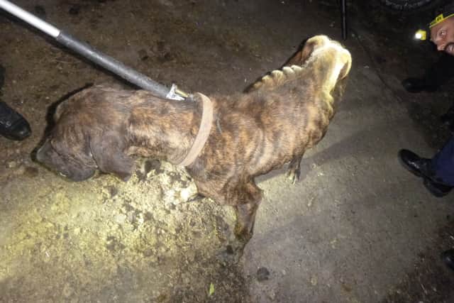 A starved dog found at the address (Credit: RSPCA) 