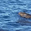 Holidaymaker Sarah Craven believes she saw two crocodiles off the coast of Yorkshire - this is a still image taken from the video shared on Facebook.