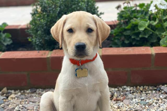 The photo issued by the charity Guide Dogs of puppy Daniel who has been named in honour of micro sculptor Willard Wigan’s puppy Daniel sculpture