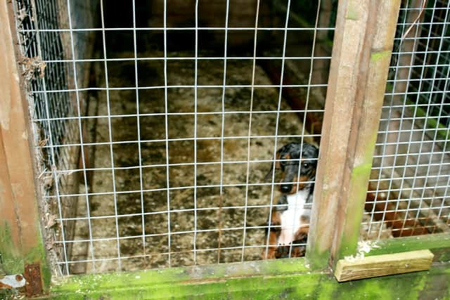 A Shropshire woman has been sent to prison for 22 weeks after running an illegal dog breeding business which caused dozens of animals to suffer and made her £150,000