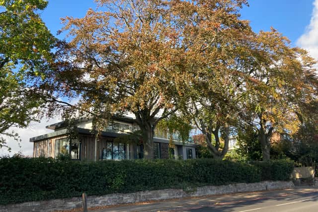 Three beech trees on 40 Blossomfield Road set for felling. Source: Tom Cramp. Approved use