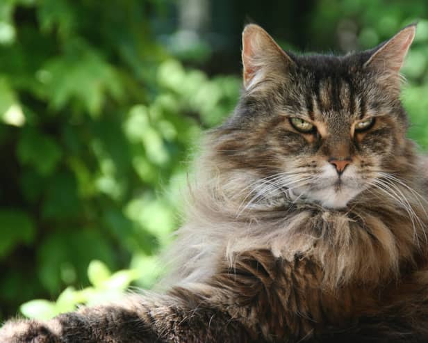Maine Coons are considered to be gentle giants. 
