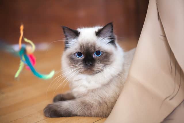If you want a cat like a puppy, Ragdolls will be ideal for you since they are likely to follow you from room-to-room. These long coated cats are affectionate and soft making them great for cuddles. These cats are laidback and calm but they would demand being close to you, according to VetStreet. 