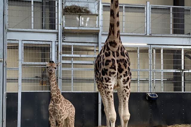 Giraffe mum Akacia and first born son Kingsley