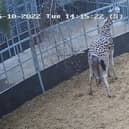 West Midlands Safari Park giraffe gives birth to baby - six weeks after brother’s arrival